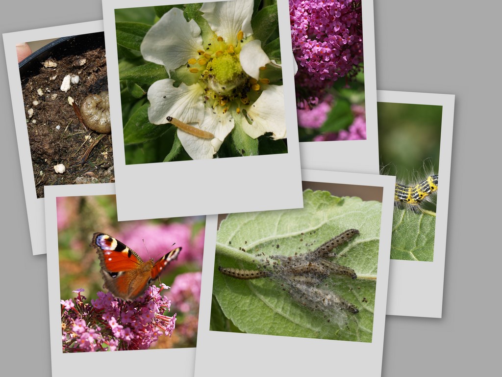 Butterflies and Moths Lepidoptera Sommerfugle og natsvrmere
