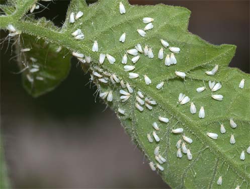 Trialeurodes vaporariorum on Tomatoes