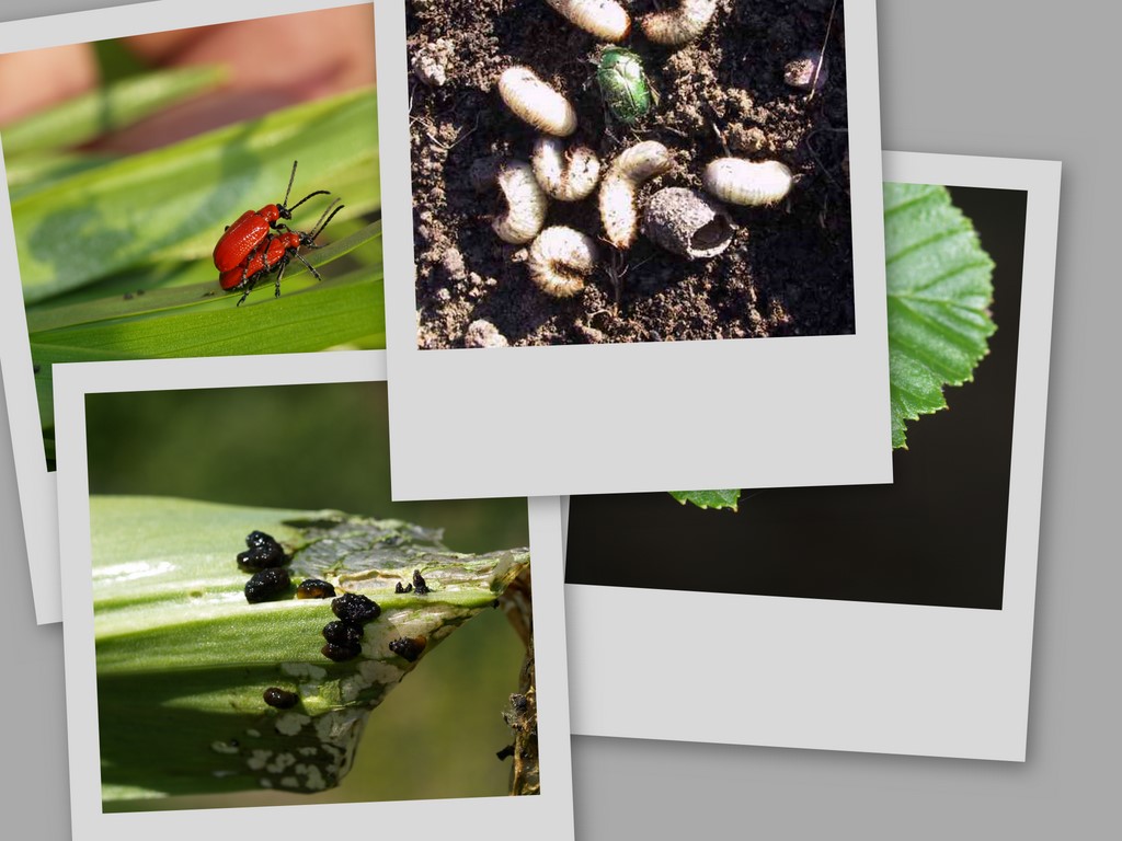 Leaf Beetles