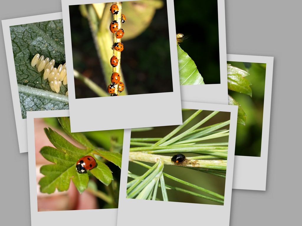 Ladybird Beetles (Coccinellidae) Mariehns