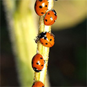 Ladybird beetles