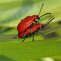 Lilly Beetle