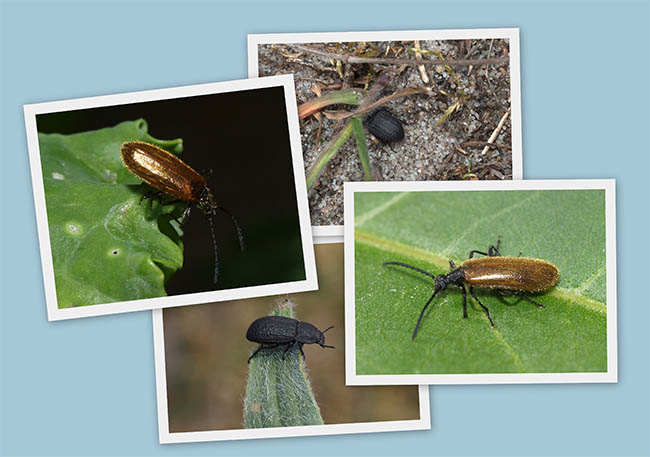 Click beetles